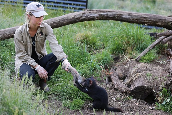 After Dark Tasmanian Devil Feeding Tour at Cradle Mountain - Key points at a glance