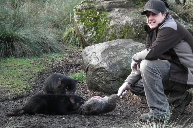 After Dark Tasmanian Devil Feeding Tour at Cradle Mountain - Why the evening feeding feels different