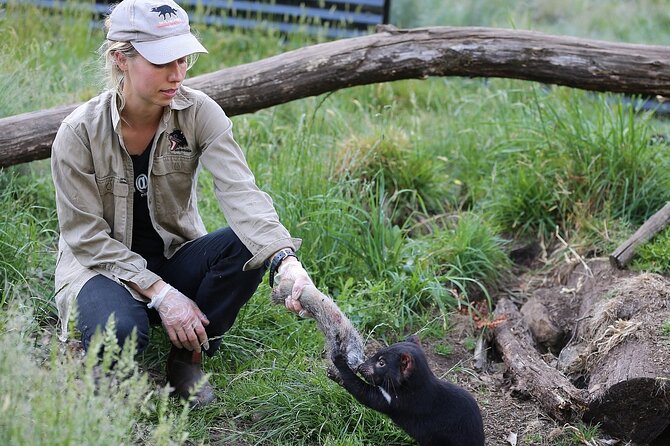 After Dark Tasmanian Devil Feeding Tour at Cradle Mountain - The guided walk inside the sanctuary