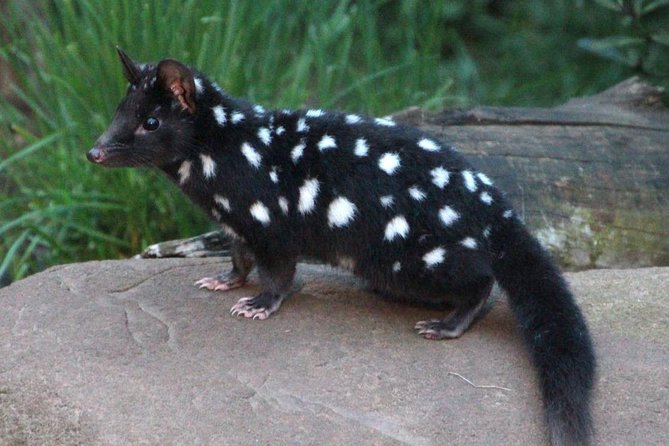 After Dark Tasmanian Devil Feeding Tour at Cradle Mountain - What the conservation message adds