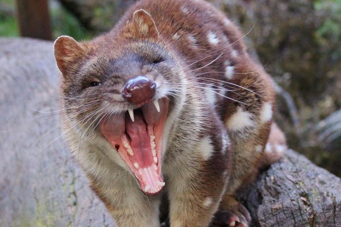 After Dark Tasmanian Devil Feeding Tour at Cradle Mountain - Arriving at Devils@Cradle before 5:30 pm