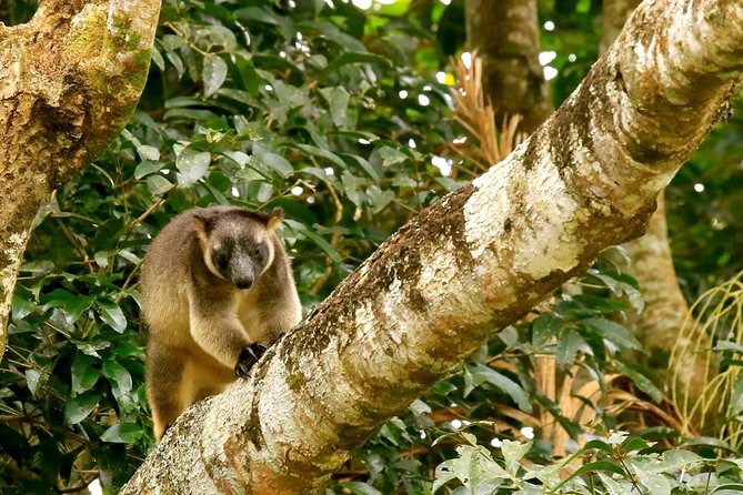 Afternoon Daintree Tour with River Cruise from Port Douglas - Why the guides affect the experience