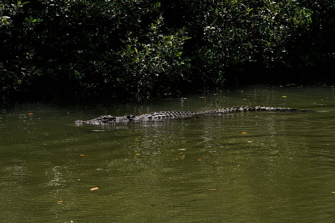 Afternoon Daintree Tour with River Cruise from Port Douglas - What to bring and how to prepare
