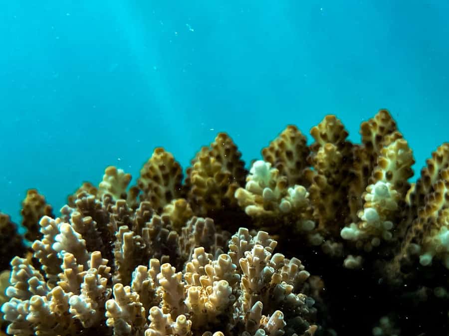 Airlie Beach: Glass-Bottom Boat Tour - How it compares with snorkeling
