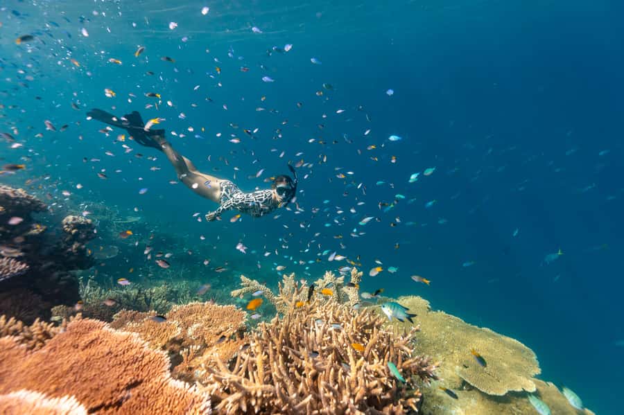 Airlie Beach: Outer Great Barrier Reef Snorkeling Day Trip - Quick facts before you book