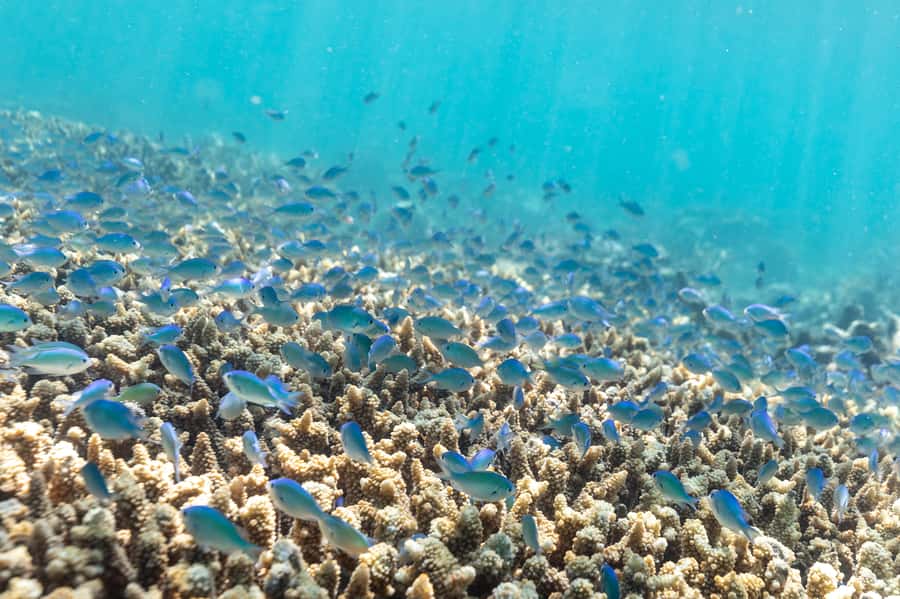 Airlie Beach: Outer Great Barrier Reef Snorkeling Day Trip - From Airlie Beach to Shute Harbour at 8:40