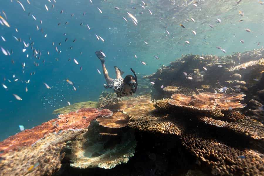 Airlie Beach: Outer Great Barrier Reef Snorkeling Day Trip - A fast catamaran built for open water