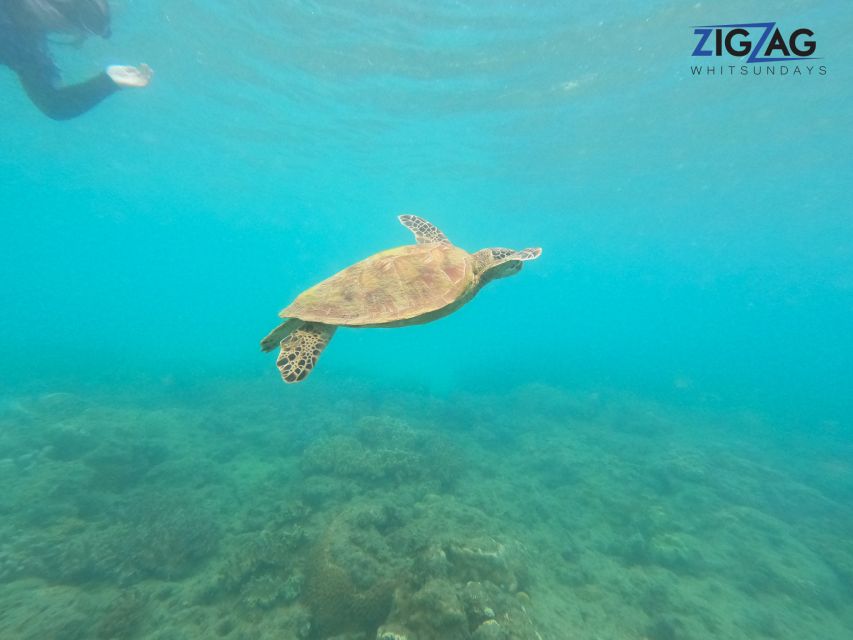 Airlie Beach: Whitehaven Beach Day Tour with Snorkel Option - The South Whitehaven Lookout walk