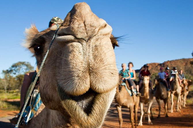 Alice Springs Camel Tour - The one-hour camel circuit through red tracks