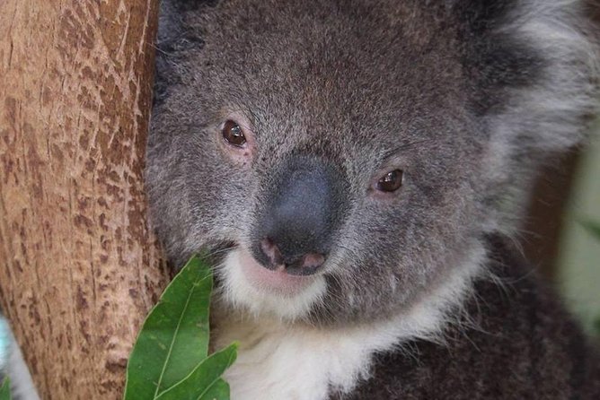 All Inclusive Blue Mountain,Scenic World,Lunch,Koalas,ferry - Lookouts, ecology, and the value of a good guide
