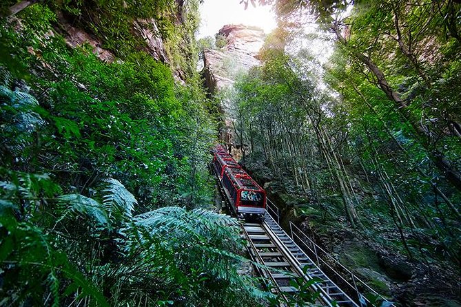 All Inclusive Blue Mountain,Scenic World,Lunch,Koalas,ferry - Timing, comfort, and practical limits