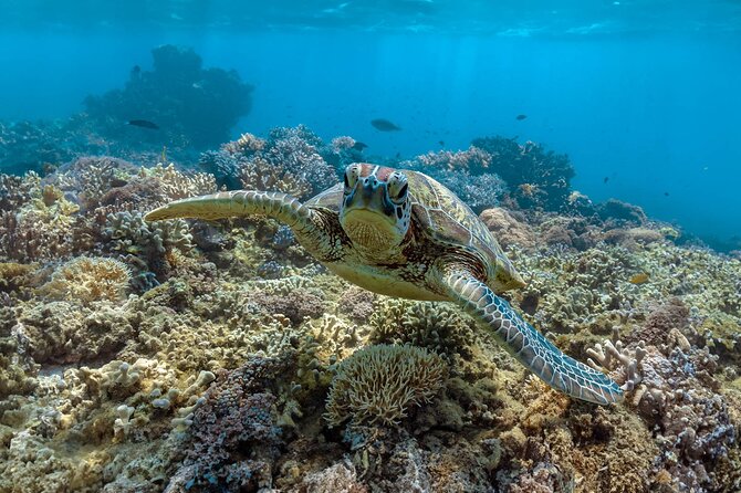 All Inclusive Day Tour to Frankland Islands Great Barrier Reef - Key reasons to consider this Frankland Islands tour