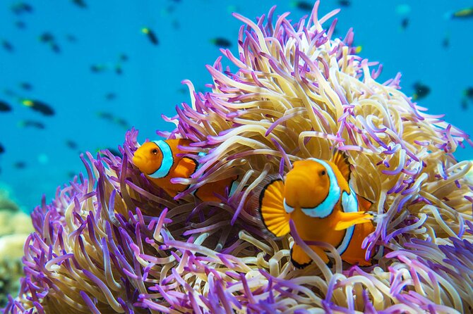 All Inclusive Day Tour to Frankland Islands Great Barrier Reef - Snorkelling with support for beginners
