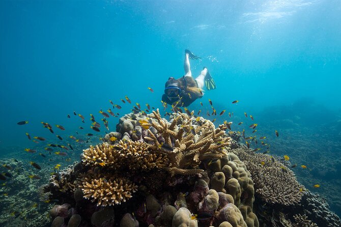 All Inclusive Day Tour to Frankland Islands Great Barrier Reef - A beachside buffet that earns its place