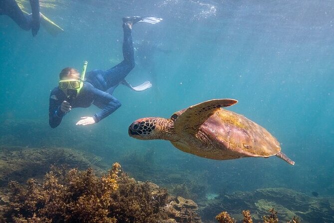 Aquascene Circumnavigation Magnetic Island Tour - Key points to know before booking
