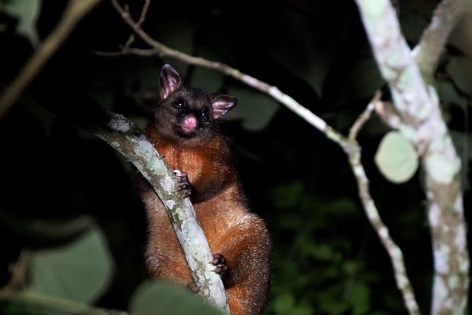 Atherton Tablelands Rain Forest by Night from Cairns - Curtain Fig National Park after dark