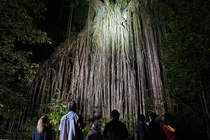 Atherton Tablelands Rain Forest by Night from Cairns - What makes the guide so important