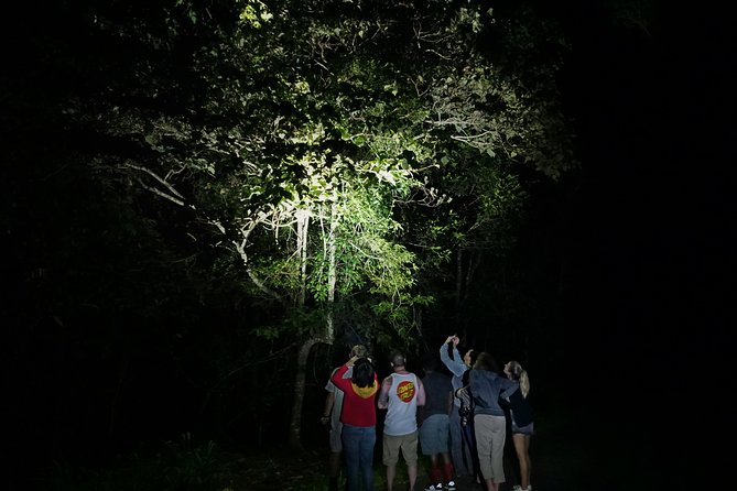 Atherton Tablelands Rain Forest by Night from Cairns - Price, inclusions, and overall value