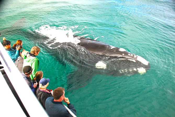 Augusta Whale Watching Eco Tour - Why Augusta is the right place from May to August