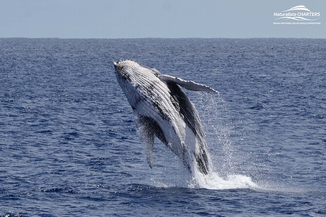 Augusta Whale Watching Eco Tour - The crew makes the difference