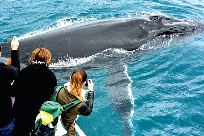 Augusta Whale Watching Eco Tour - Boat comfort, group size, and sea conditions