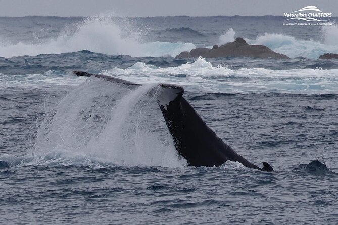 Augusta Whale Watching Eco Tour - Who will enjoy this most