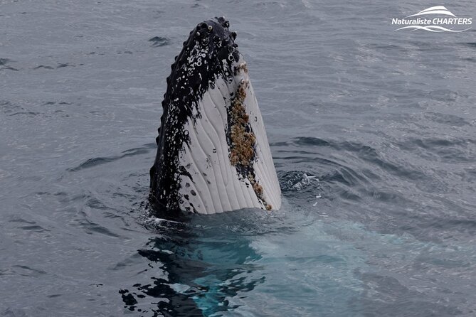 Augusta Whale Watching Eco Tour - Booking, cancellation, and the no-whale promise