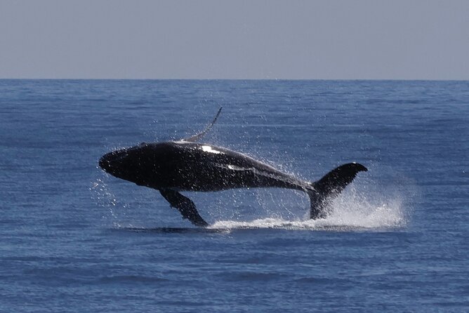Augusta Whale Watching Eco Tour - What the two-and-a-half-hour outing feels like