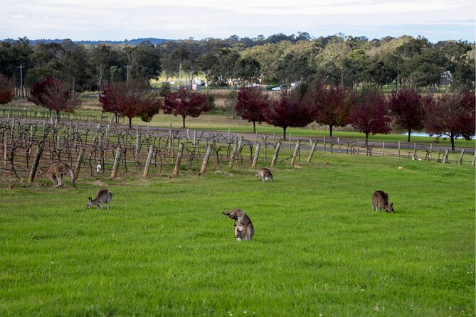 Award-Winning Hunter Valley Wine & Cheese Tour from Sydney - Lakeside lunch with hot and cold choices