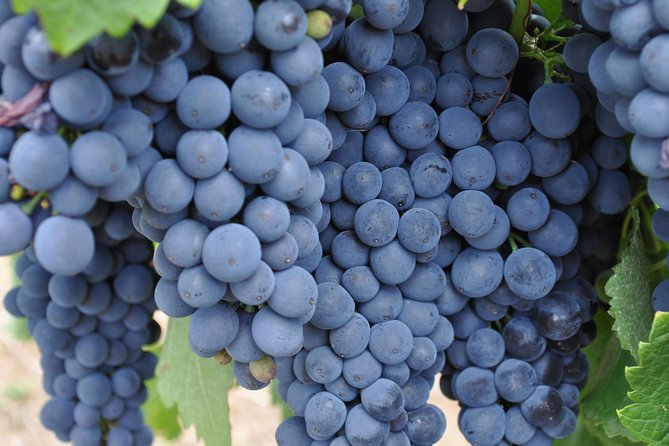 Barossa Valley Cellar Door Small Group Tour - Ubertas Wines, a boutique family stop