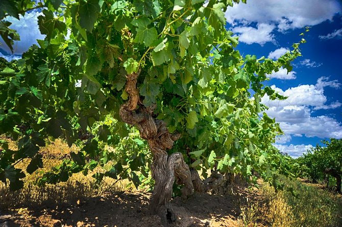 Barossa Valley Full-Day Tour - Maggie Beer Farm Shop shifts attention to local produce