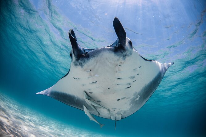 Best of Ningaloo Mantas and More - Key things to know before you book