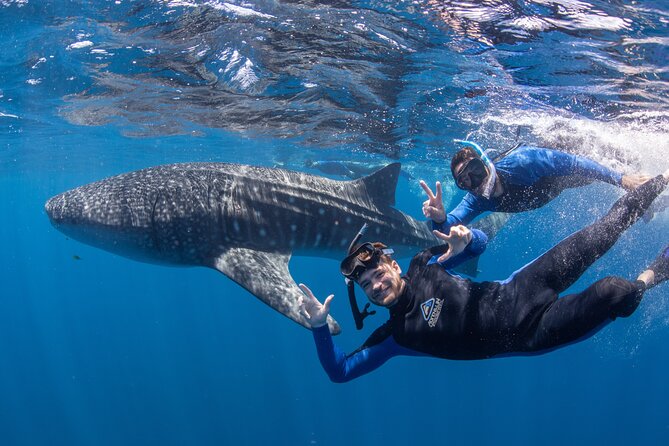 Best of Ningaloo Mantas and More - The wildlife list is unusually broad