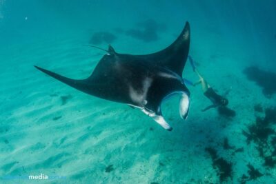 Best of Ningaloo Mantas and More