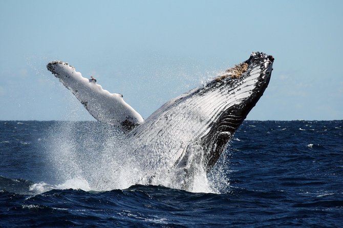 Best of Ningaloo Mantas and More - Fresh hamburgers for lunch