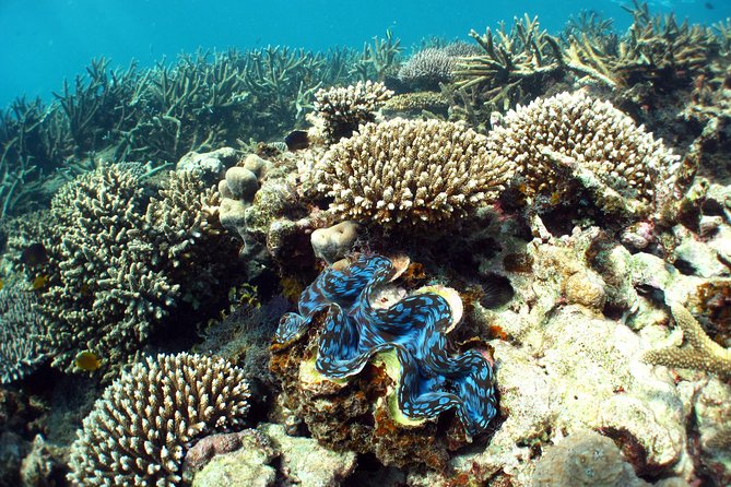 Best of Ningaloo Mantas and More - The main drawbacks to consider