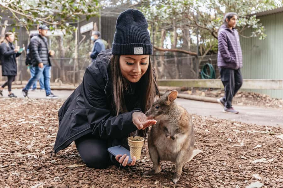 Blue Mountain Small Group Scenic World, Wildlife, Waterfall - Why this Blue Mountains day trip works