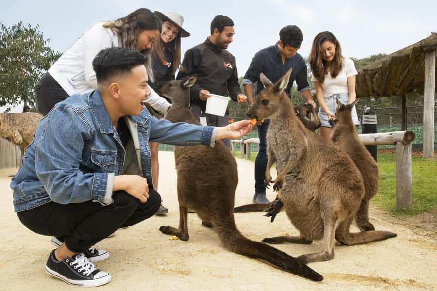 Blue Mountains Adventure: Scenic World, Zoo & Koala Photo - Katoomba Cascades adds a short nature walk