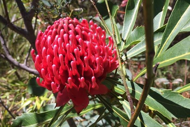 Blue Mountains Day Tour Including Parramatta River Cruise - Homebush Bay and the ferry back to Circular Quay
