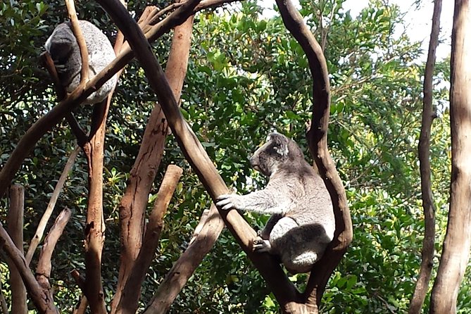 Blue Mountains Day Tour With Bushwalks, Waterfalls & Featherdale - Wentworth Falls and the First Bushwalk