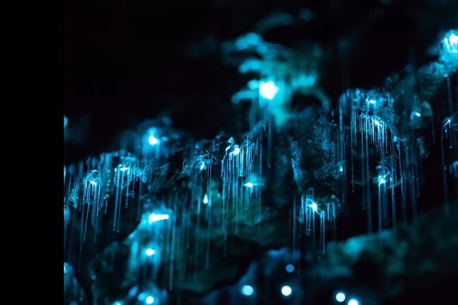 Blue Mountains Hiking Glow worms Cave Wildlife Spotlighting Night Adventure - Key details to know before booking