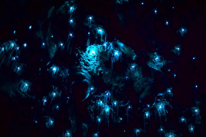 Blue Mountains Hiking Glow worms Cave Wildlife Spotlighting Night Adventure - The return walk brings a different kind of magic