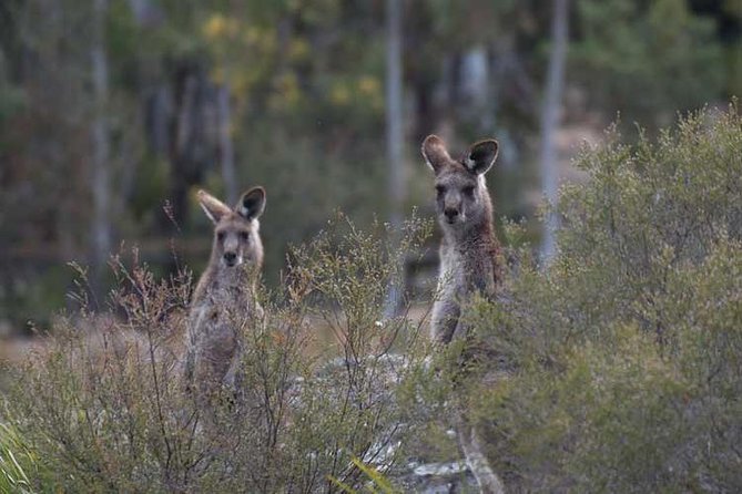 Blue Mountains Small-Group Insider Tour from Sydney - Key points to know before booking