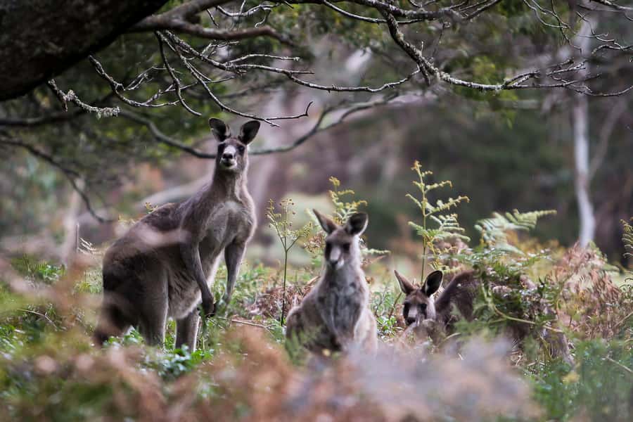 Blue Mountains Sunset Waterfalls Wildlife Tour From Sydney - Key points to know before booking