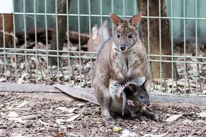 Blue Mountains Tour PRIVATE with Wildlife Park and River Cruise - Sydney Zoo or Featherdale Wildlife Park