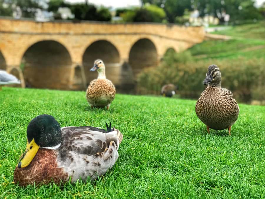 Bonorong Wildlife Sanctuary Half-Day Tour from Hobart - Key points at a glance