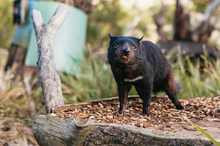 Bonorong Wildlife Sanctuary Half-Day Tour from Hobart - Should you book the Bonorong half-day tour?
