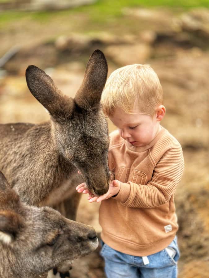 Bonorong Wildlife Sanctuary Half-Day Tour from Hobart - Bonorong Wildlife Sanctuary: the main event