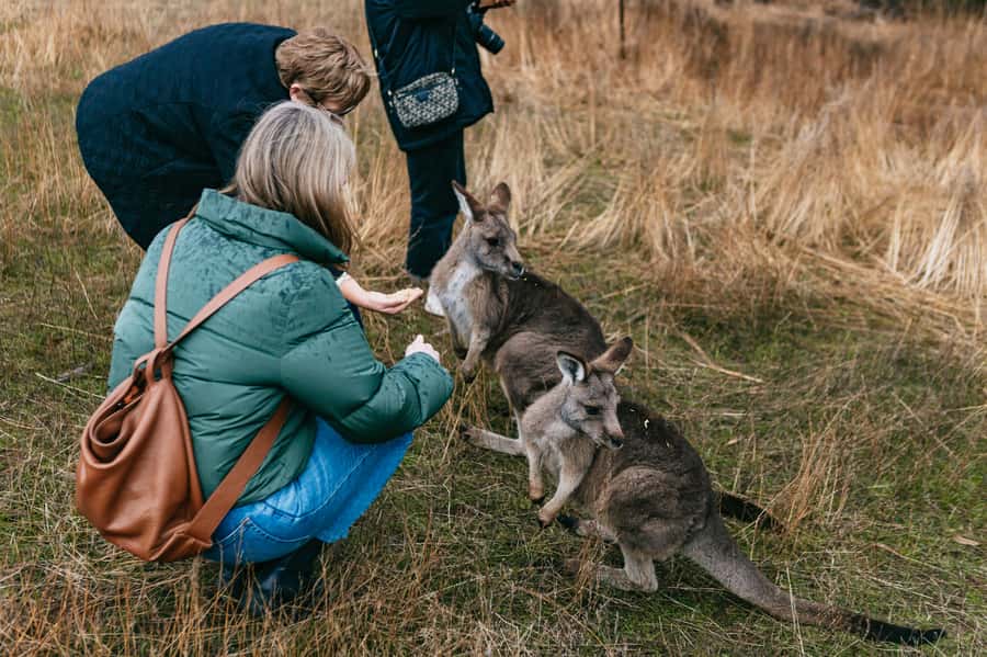Bonorong Wildlife Sanctuary Half-Day Tour from Hobart - Who will enjoy this tour most?