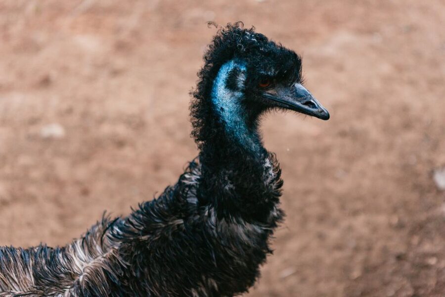 Bonorong Wildlife Sanctuary Half-Day Tour from Hobart - Practical advice for making the most of it